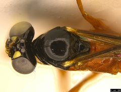 Leptobatopsis mesominiata