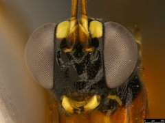Leptobatopsis mesominiata
