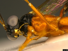 Leptobatopsis mesominiata