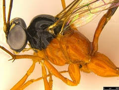 Leptobatopsis mesominiata