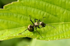 Polyrhachis beccarii