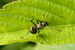 Polyrhachis beccarii