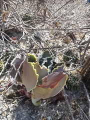 Gibbiflorae
