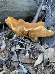 Fungi