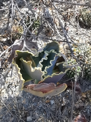 Gibbiflorae