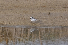Motacilla alba lugens