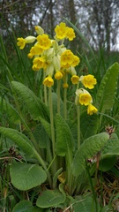 Primula veris