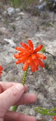 Erica cerinthoides