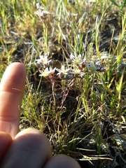 Dudleya blochmaniae blochmaniae