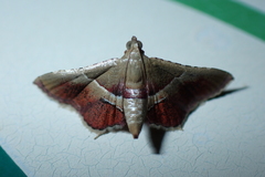 Endotricha repandalis