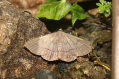 Epidromia lienaris
