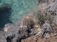 Melocactus macracanthos
