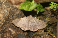 Epidromia lienaris