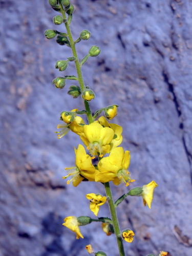 Verbascum coromandelianum