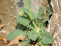 Verbascum coromandelianum