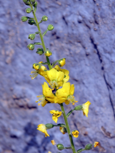 Verbascum coromandelianum, photograph 2