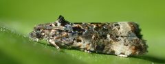 Endothenia gentianaeana