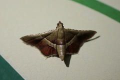 Endotricha repandalis