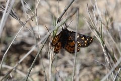 Eurranthis plummistaria