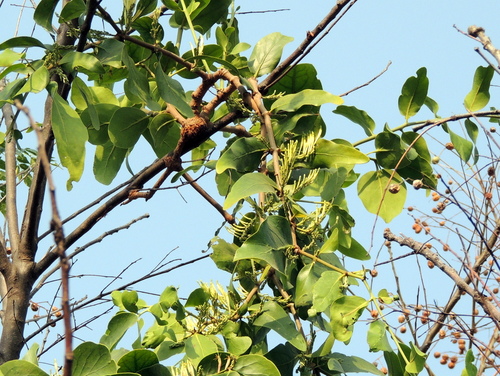 Image of Dendrophthoe falcata by (c) Vijay Barve, some rights reserved (CC BY)