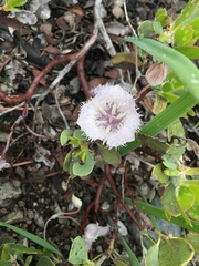 Calochortus coeruleus