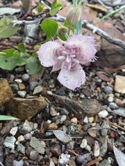 Calochortus coeruleus