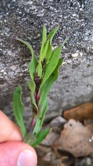 Brachycaudus lychnidis