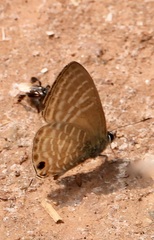 Nacaduba pactolus