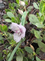 Calochortus coeruleus