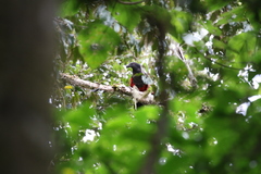 Psittrichas fulgidus