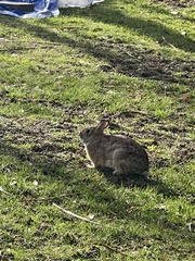 Sylvilagus floridanus