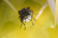 Stictomyia punctata