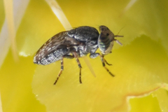Stictomyia punctata