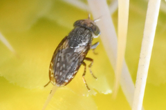Stictomyia punctata