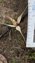 Caladenia valida