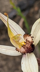 Caladenia valida