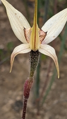 Caladenia valida