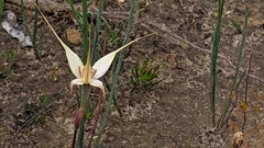 Caladenia valida