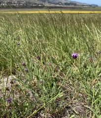 Astragalus didymocarpus milesianus