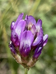 Astragalus didymocarpus milesianus