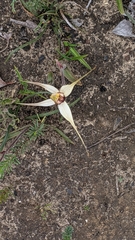 Caladenia valida