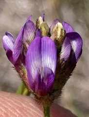 Astragalus didymocarpus milesianus