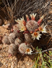 Cochemiea dioica, photograph Trevor Van Loon, CC BY, iNaturalist via GBIF
