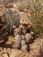 Cochemiea dioica, photograph Trevor Van Loon, CC BY, iNaturalist via GBIF