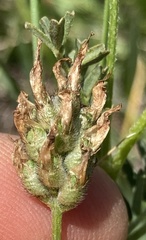 Astragalus didymocarpus milesianus
