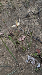 Caladenia valida