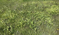 Sanicula maritima