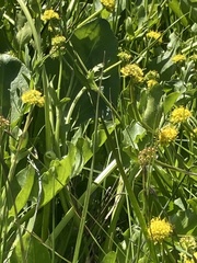 Sanicula maritima