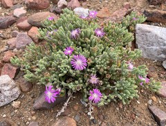 Drosanthemum archeri