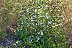 Bituminaria bituminosa